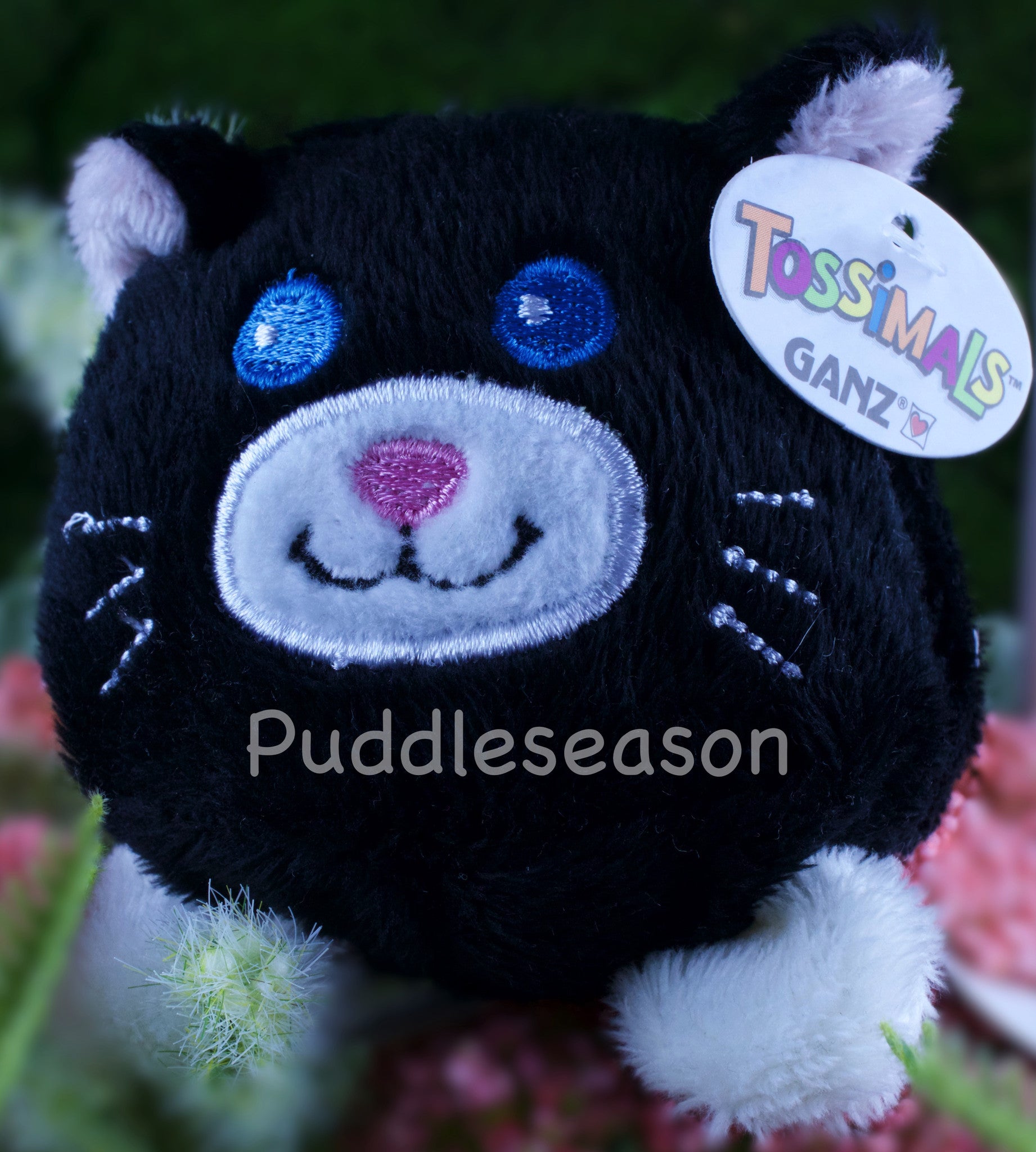 Tossimal Black Cat