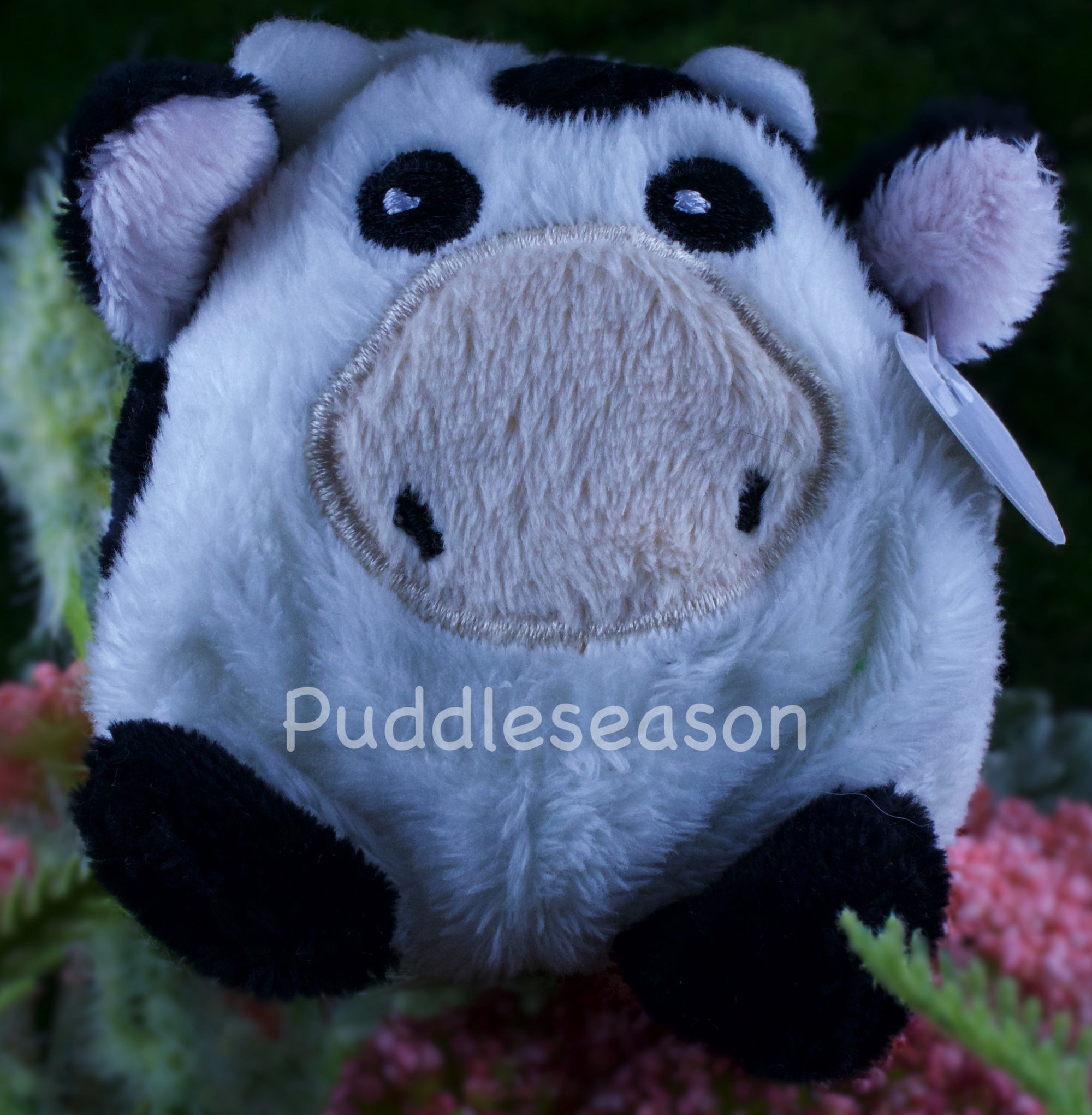 Tossimal Cow