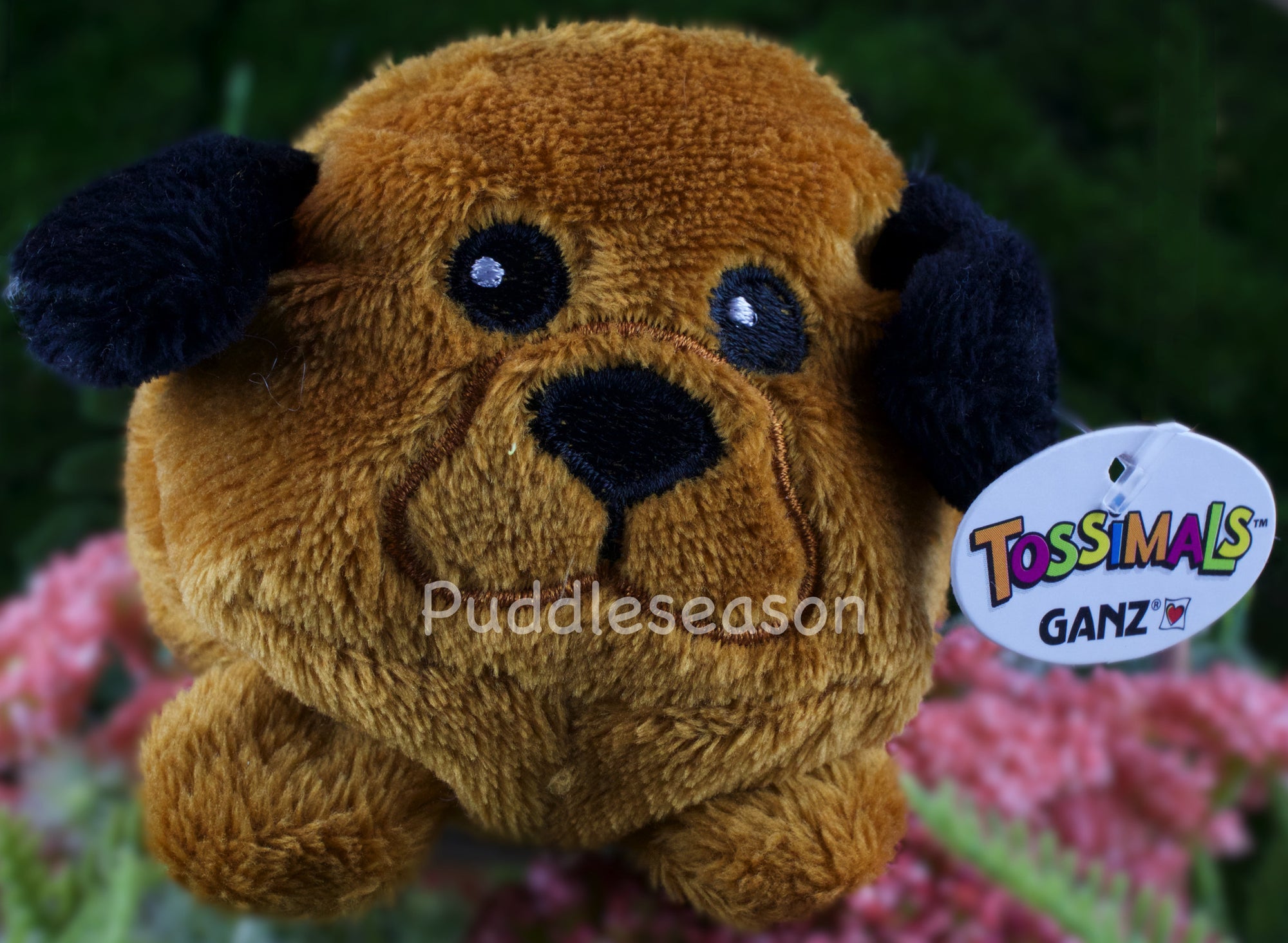 Tossimal Brown Puppy