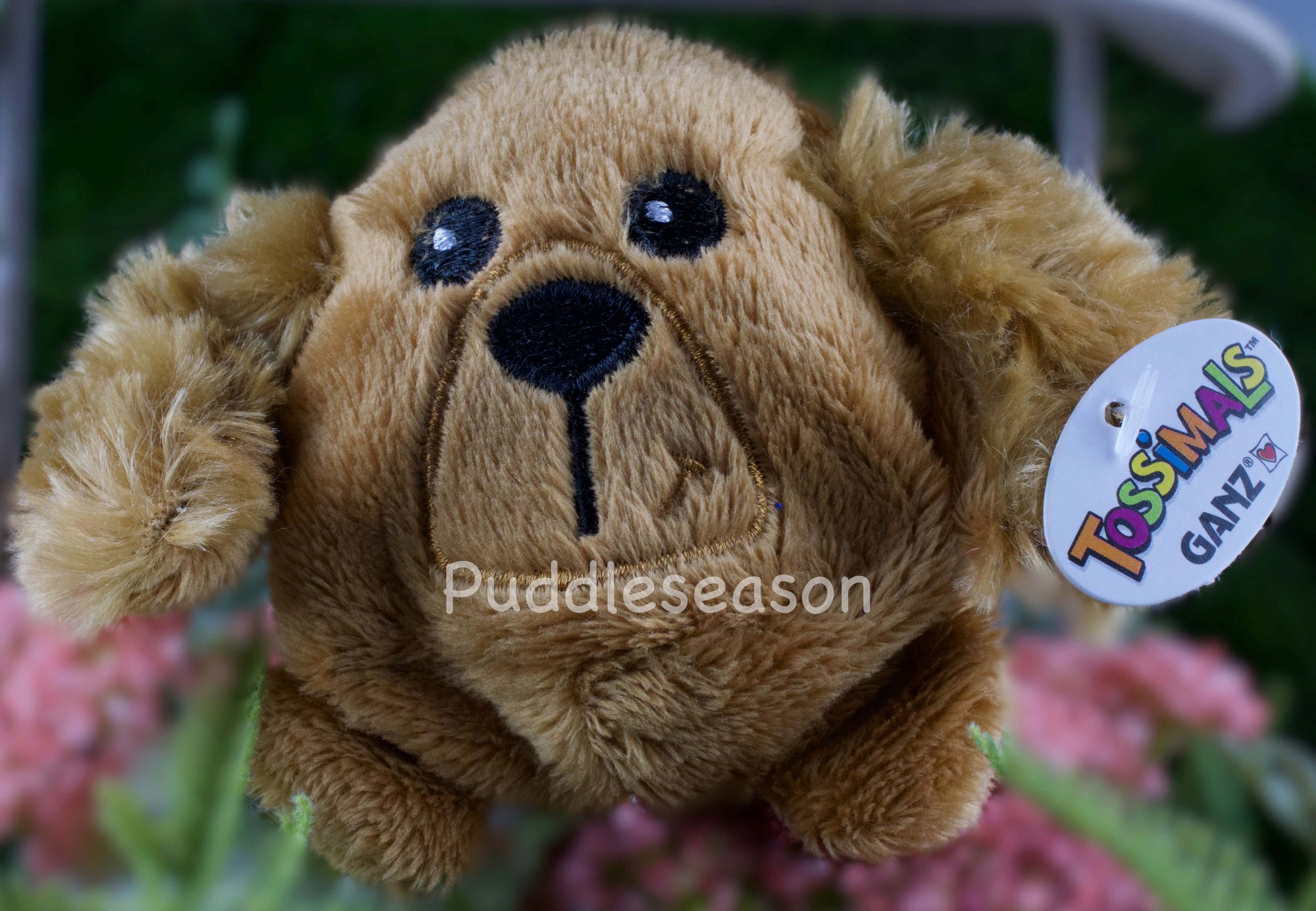 Tossimal Brown Dog