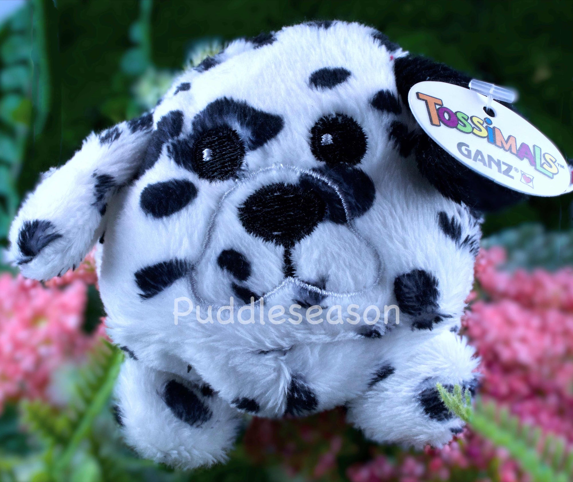 Tossimal Dalmation