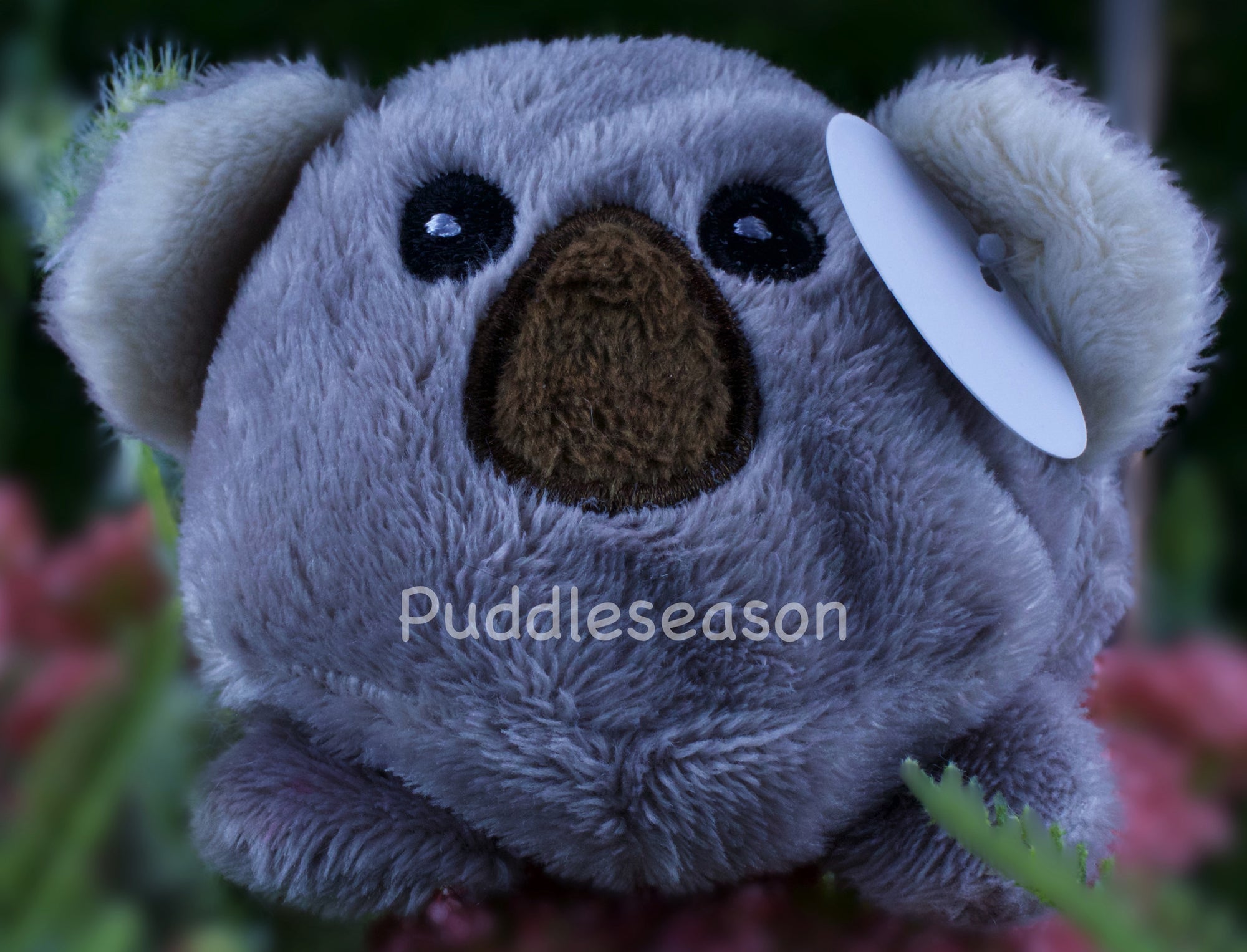 Tossimal Koala