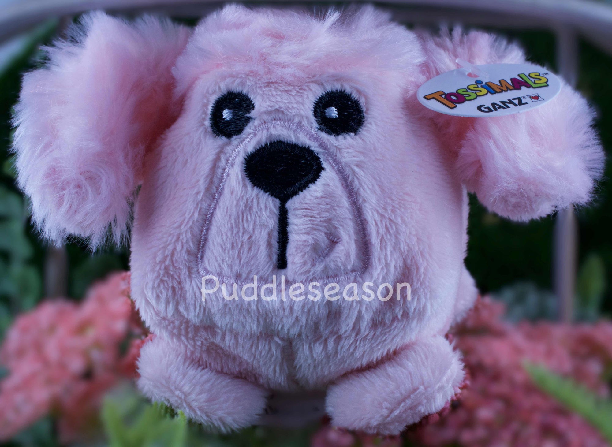 Tossimal Pink Dog