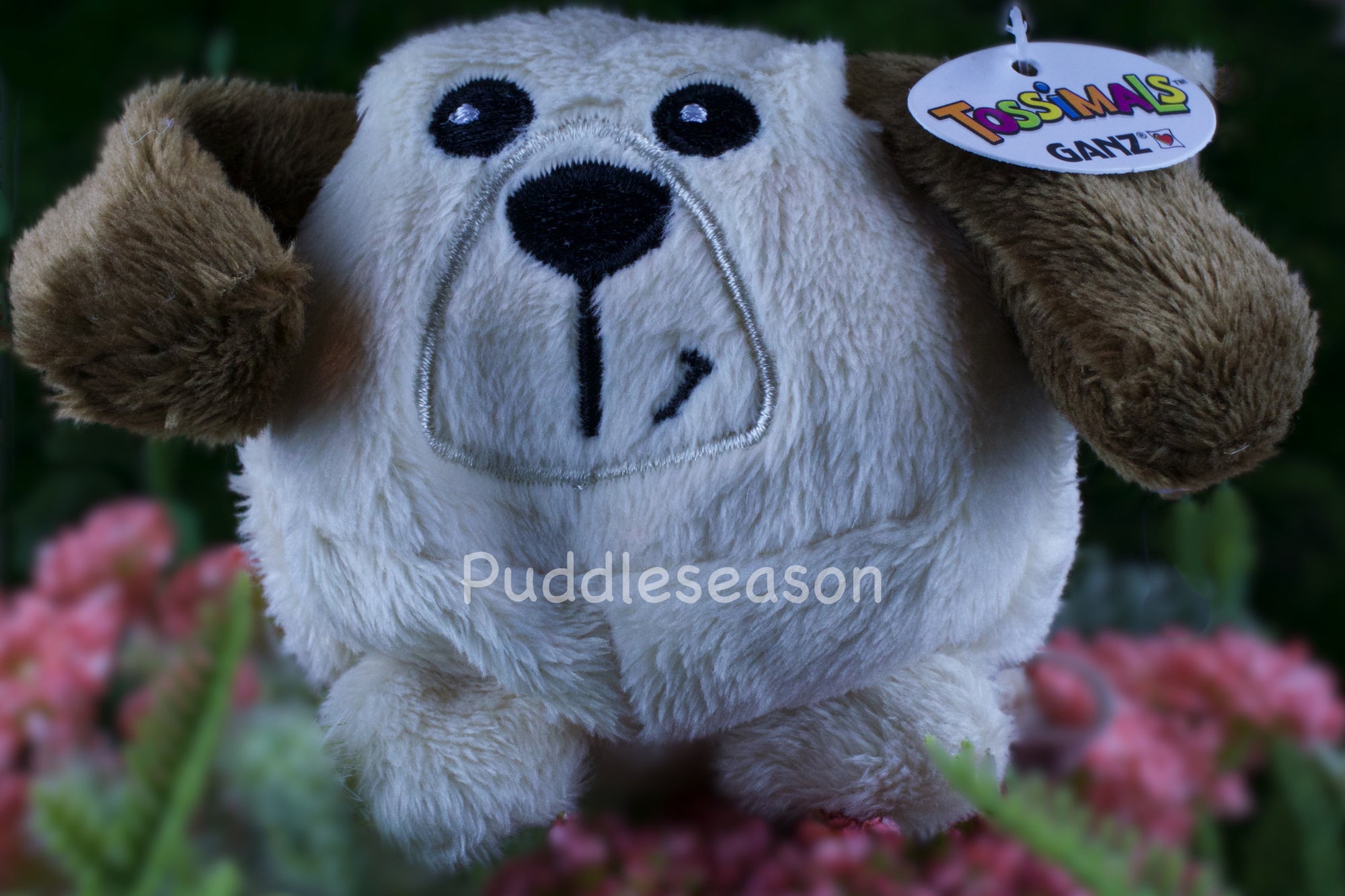 Tossimal White & Brown Puppy