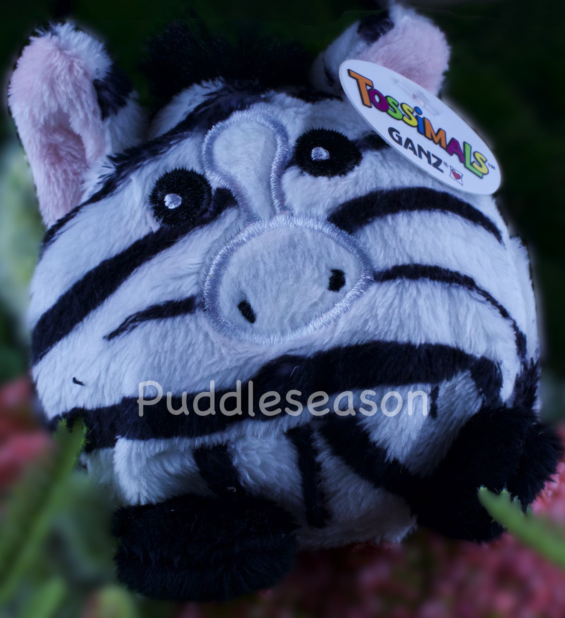 Tossimal Zebra